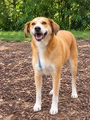 Bandit, Australian Shepherd, adult, available for adoption