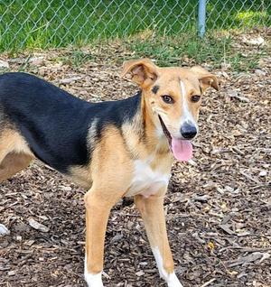 Coby, Beagle / Shepherd, young, available for adoption