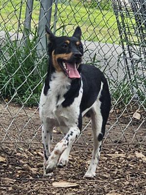 Levi, Miniature Pinscher, young, available for adoption