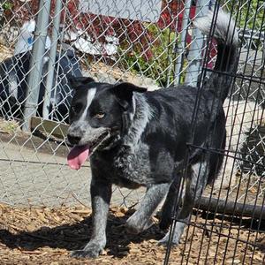 Bluey, Cattle Dog, adult, available for adoption