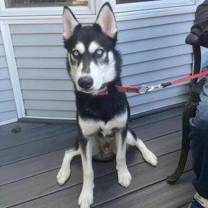Max, Husky, young, available for adoption