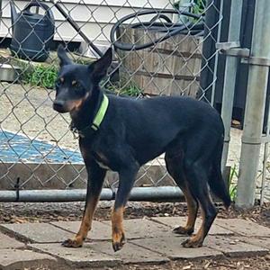 Delmar, Miniature Pinscher, young, available for adoption