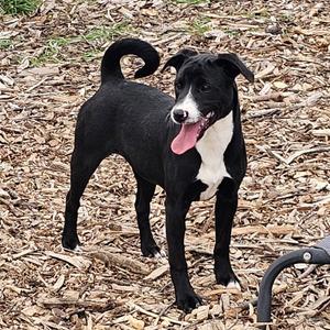 Regina, Feist / Labrador Retriever, puppy, available for adoption
