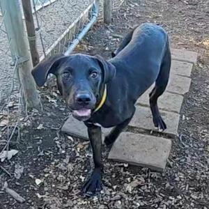 Pugsley, Black Labrador Retriever / Great Dane, young, available for adoption