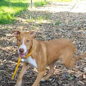 Jet, Hound, young, available for adoption