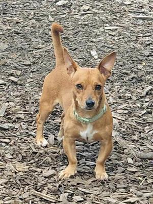 A small brown dog with pointed ears and a green collar stands on a bed of wood chips, looking directly at the camera.