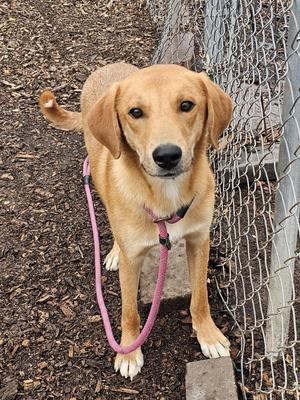 Rocky, Yellow Labrador Retriever, young, available for adoption