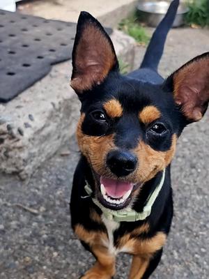 Luis, Chihuahua / Dachshund, young, available for adoption