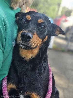 Roxy, Miniature Pinscher, young, available for adoption