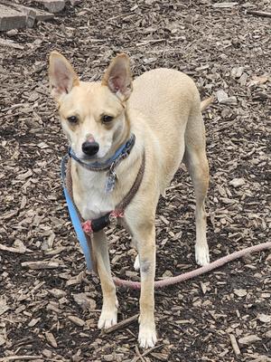 a small tan dog with pointed ears standing on a mulch-covered ground