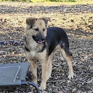 Summer, Shepherd / Shetland Sheepdog / Sheltie, young, available for adoption