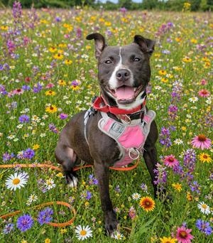 Lindy, Pit Bull Terrier, adult, available for adoption