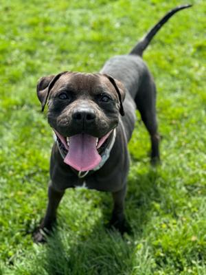 Chewy, Pit Bull Terrier, adult, available for adoption