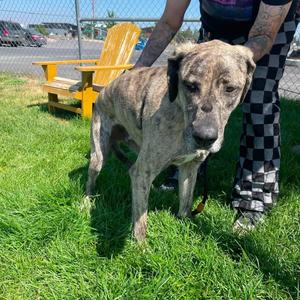 Duke, Great Dane / Catahoula Leopard Dog, adult, available for adoption