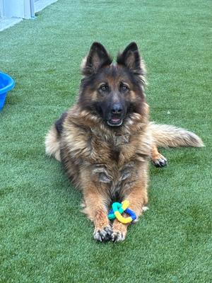 A German Shepherd dog sitting on artificial grass, holding a colorful toy in its paws.