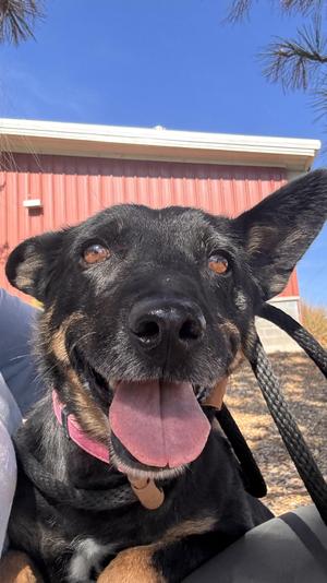 Trudy, Australian Cattle Dog / Blue Heeler, senior, available for adoption