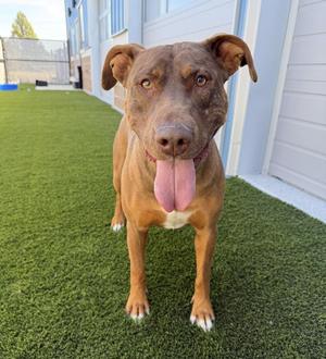 Roofis, Mixed Breed, adult, available for adoption