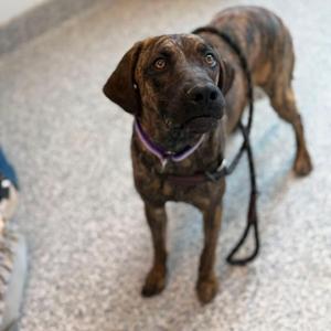 Millie, Plott Hound, adult, available for adoption