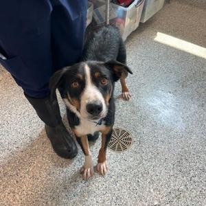 Spur, Border Collie, young, available for adoption