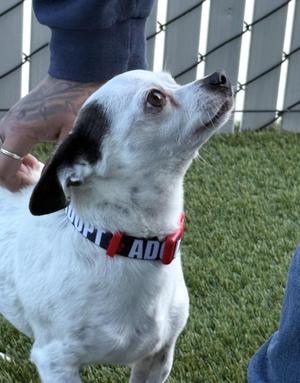 Clyde, Chihuahua, senior, available for adoption