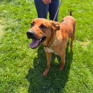 Doby, Rhodesian Ridgeback, adult, available for adoption