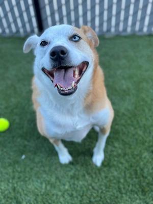 A happy dog with a white and brown coat is sitting on green artificial grass, looking up with its mouth open and tongue out. A yellow tennis ball is visible to the left of the dog.