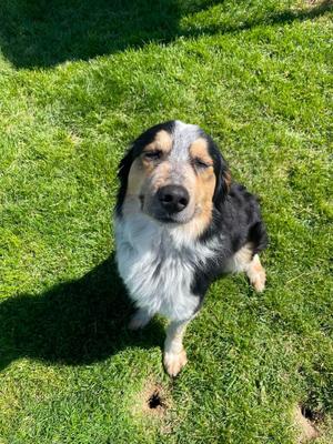 Aries, Australian Shepherd, adult, available for adoption