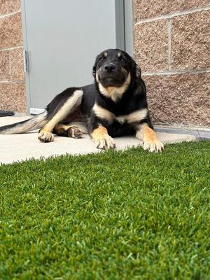 Harley Quinn, German Shepherd Dog, young, available for adoption