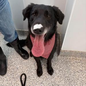 Mucksley, Black Labrador Retriever, adult, available for adoption