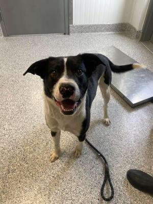 Trey, Border Collie, adult, available for adoption