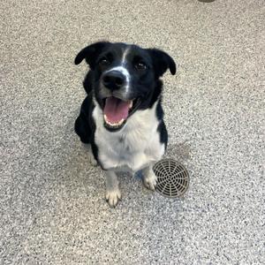 A black and white dog sitting on a gray carpeted floor with its mouth open and tongue out, looking up at the camera.