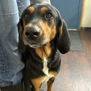 Scout, Black and Tan Coonhound, young, available for adoption