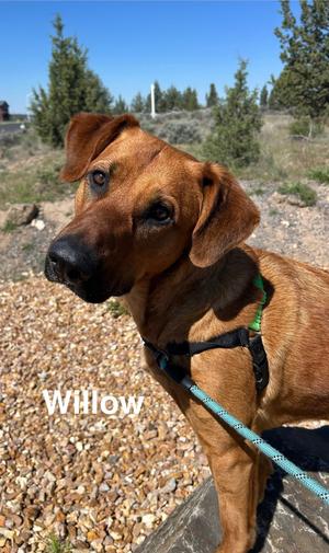 Willow, Rhodesian Ridgeback, adult, available for adoption