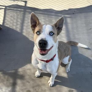 A brown and white dog with blue eyes and a red collar, sitting on a concrete surface.