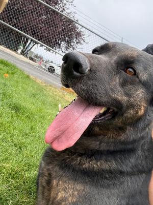 Panthera, German Shepherd Dog, adult, available for adoption