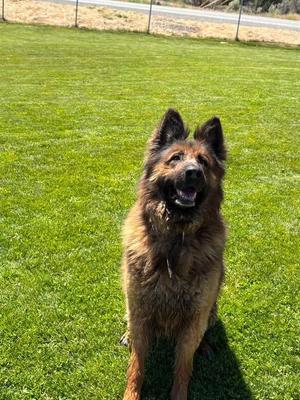 Grizz, German Shepherd Dog, adult, available for adoption
