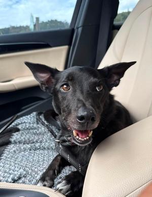 Brodie, Jack Russell Terrier / Border Collie, adult, available for adoption