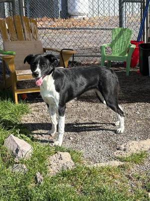 Raven, Border Collie, adult, available for adoption