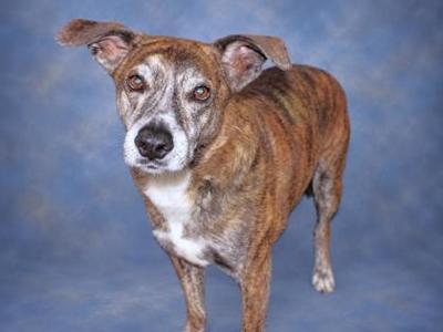 A brindle and white dog with a white chest and muzzle, standing against a blue background.