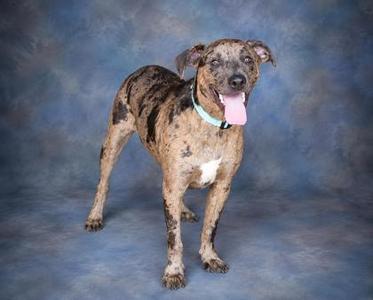 A brindle dog with a white chest and a light blue collar stands against a blue background. The dog has a happy expression with its tongue out.