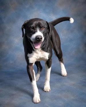 A black and white dog with a happy expression, standing on a blue background.