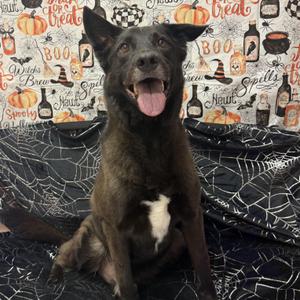 Flip, Black Labrador Retriever / Border Collie, senior, available for adoption