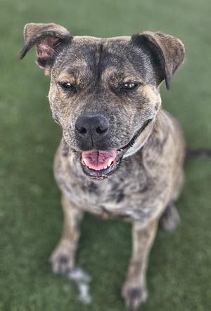 A brindle-colored dog with a happy expression, sitting on a green surface.