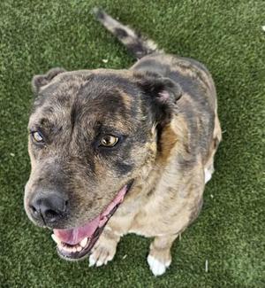 A brindle dog with a happy expression, sitting on green artificial turf.