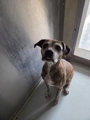 A brindle dog with a white chest and paws stands in a room with a gray wall and a window in the background.