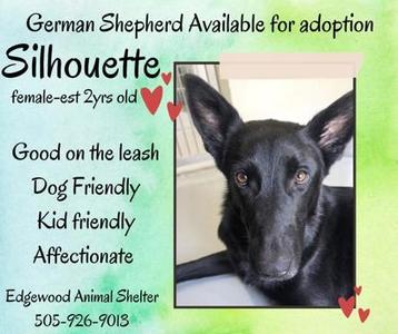 Silhouette, German Shepherd Dog / Mixed Breed, adult, available for adoption