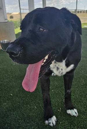 A black dog with white markings on its chest and paws, standing on a green artificial turf surface. The dog has its tongue out and is looking to the side.