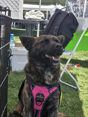 Thor, Dutch Shepherd / Mixed Breed, adult, available for adoption