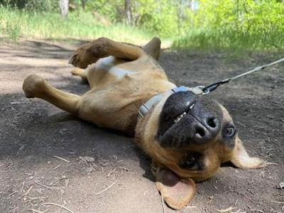 Wally, Black Mouth Cur / Mixed Breed, adult, available for adoption