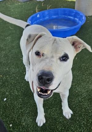 Chance, Boxer / Pit Bull Terrier, adult, available for adoption
